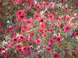 Leptospermum scoparium 'Burgundy Queen' (mānuka) shrub covered in bright crimson-pink flowers with dark centres among small, narrow green leaves.