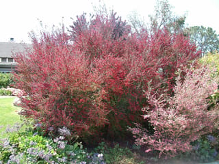 Leptospermum scoparium 'Burgundy Queen' (mānuka), a large shrub covered in deep red blooms, beside a pink-flowered shrub in a garden bed.