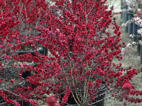 Leptospermum scoparium 'Burgundy Queen'