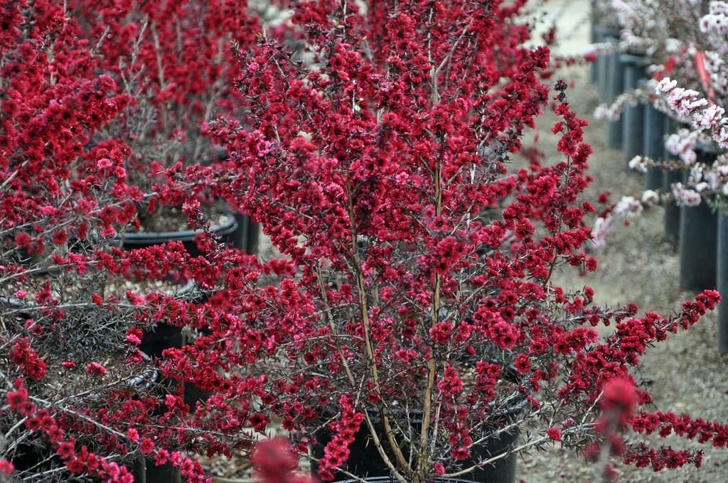 Leptospermum scoparium 'Burgundy Queen' (mānuka) in black nursery pots, with upright stems covered in deep red double flowers and pale pink-flowered plants behind.