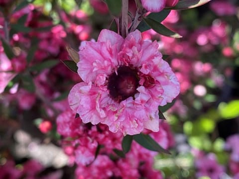 Leptospermum scoparium 'Coral Candy'
