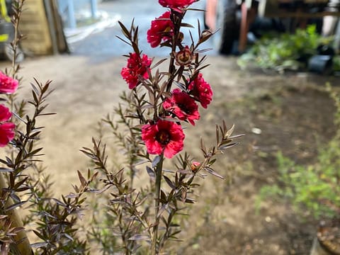 Leptospermum scoparium 'Crimson Glory'