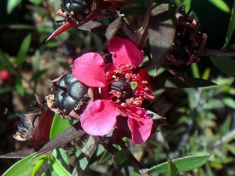 Leptospermum scoparium 'Electric Red'