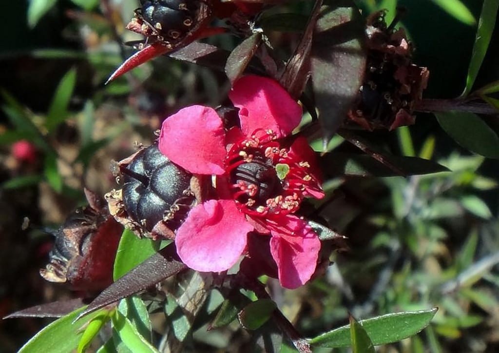 Close-up of a Leptospermum scoparium 'Electric Red' (mānuka) flower with pink-red petals and red stamens, beside dark seed capsules and purple-bronze leaves.