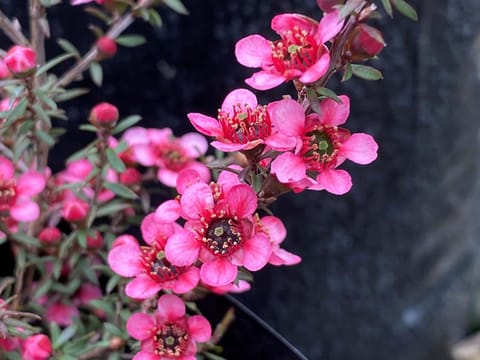 Leptospermum scoparium 'Kiwi'