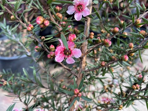 Leptospermum scoparium 'Martini'