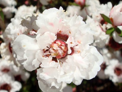 Leptospermum scoparium 'Princess Anne'