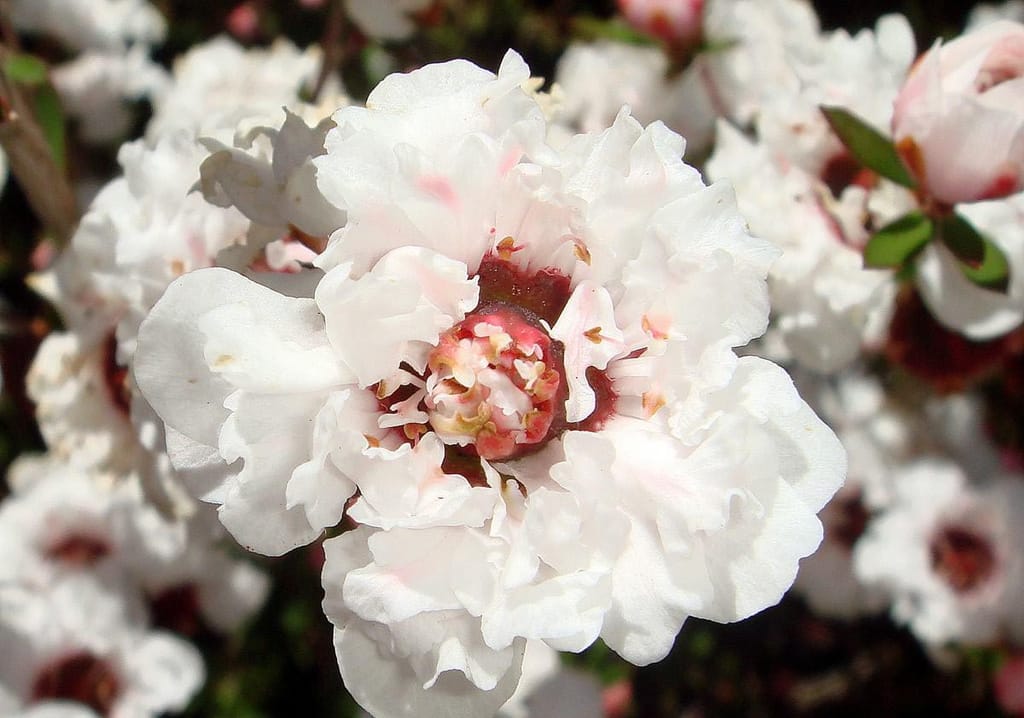 Close-up of Leptospermum scoparium 'Princess Anne' (mānuka), showing fully double white flowers with pink-flushed petals and a dark maroon centre.