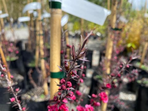 Leptospermum scoparium 'Wiri Joan'