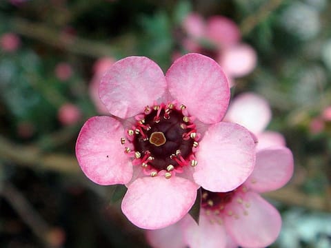 Leptospermum scoparium 'Wiri Shelley'