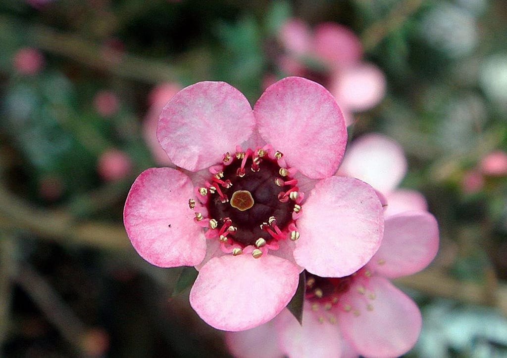 Close-up of a single light-pink Leptospermum scoparium 'Wiri Shelley' (mānuka) flower with five rounded petals, a dark red centre and pink stamens, with more blooms blurred behind.