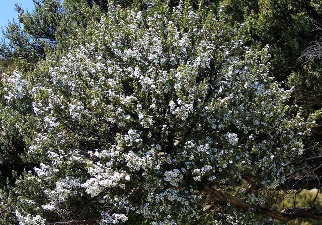Leptospermum scoparium (Mānuka) shrub covered in masses of small white flowers, with dark green foliage and a woody branch against a blue sky.
