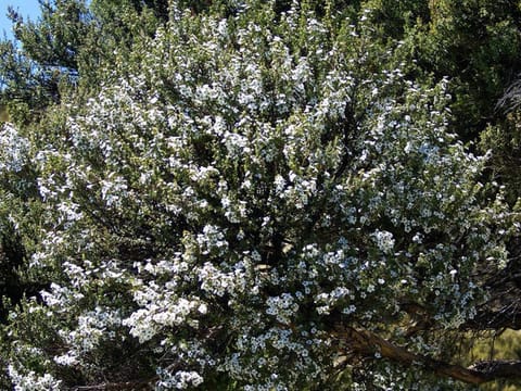 Leptospermum scoparium