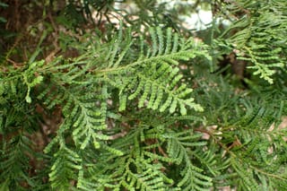 Close-up of Libocedrus plumosa (kawaka) foliage, showing flattened, fern-like sprays of overlapping bright green scale leaves on slender branchlets.