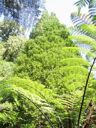 Libocedrus plumosa (kawaka), a tall pyramidal conifer with dense bright-green foliage, seen in native bush behind tree fern fronds.