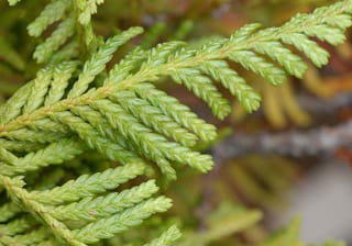 Close-up of Libocedrus plumosa (kawaka) foliage, showing flattened sprays of bright green, scale-like leaves on branchlets against a blurred background.