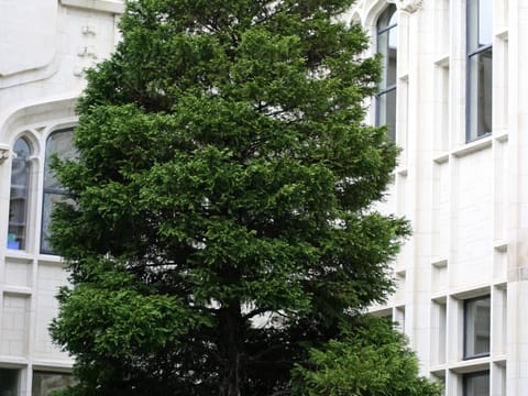 Libocedrus plumosa