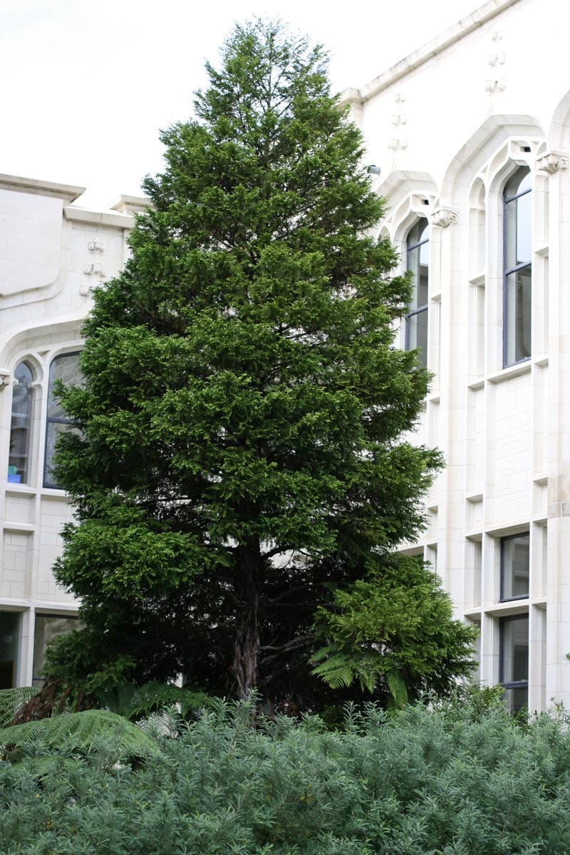 Libocedrus plumosa (kawaka), a tall pyramidal conifer with dense dark green foliage, growing in a courtyard beside a pale stone building.