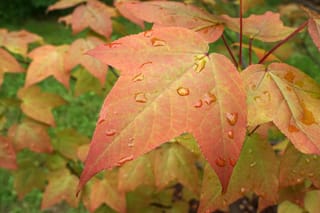 Liquidambar acalycina (Chang's Sweetgum) leaves with three pointed lobes in pink-orange and green autumn tones, beaded with raindrops on red stems.