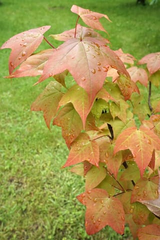 Liquidambar acalycina (Chang's Sweetgum) branch with three-lobed leaves in coral-pink, orange and green, beaded with raindrops, above lawn.