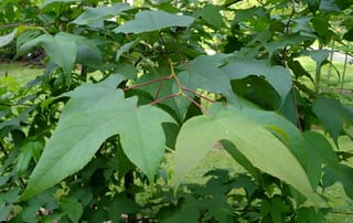 Liquidambar acalycina (Chang's Sweetgum) branch with broad green three-lobed, finely toothed leaves on reddish-pink stalks, with lawn behind.