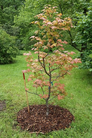 Young Liquidambar acalycina (Chang's Sweetgum) with a slender trunk, lobed leaves in coral-pink and orange, mulched base and a marker stake on lawn.