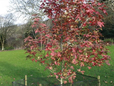 Liquidambar acalycina
