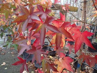 Liquidambar styraciflua 'Festeri' (American Sweetgum) with star-shaped leaves in red, purple and orange, on a young tree in a nursery with potted trees behind.