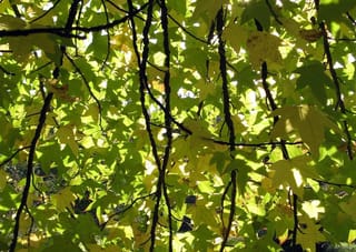 Liquidambar styraciflua 'Festeri' (American Sweetgum) canopy seen from below, with sunlit green and yellowing star-shaped leaves on dark slender branches.