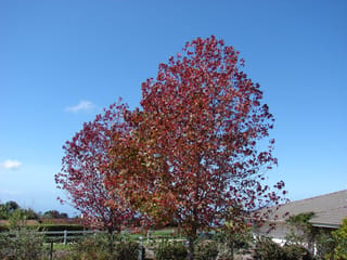 Liquidambar styraciflua (American Sweetgum) in autumn, two tall trees with red and orange leaves against a blue sky beside a house and white fence.