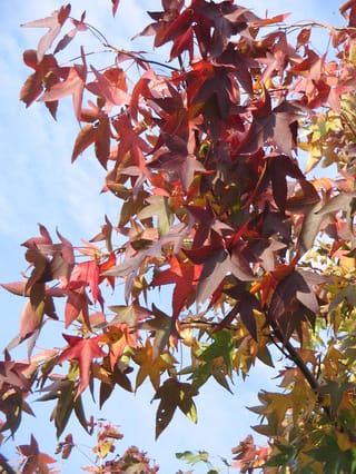 Liquidambar styraciflua (American Sweetgum) branches with star-shaped leaves in red, burgundy, orange and yellow-green autumn colour against a blue sky.