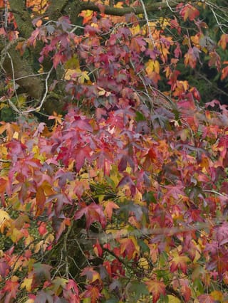 Liquidambar styraciflua (American Sweetgum) branches with star-shaped autumn leaves in red, purple, orange and yellow, against a moss-covered trunk.