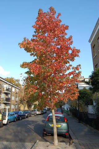 Liquidambar styraciflua (American Sweetgum) street tree with a single straight trunk and conical crown of red, orange and green autumn foliage beside parked cars.