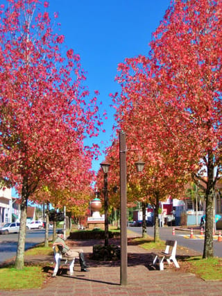 Liquidambar styraciflua (American Sweetgum) trees with red and orange autumn foliage lining a paved town square, with benches, lamp posts and a man seated.