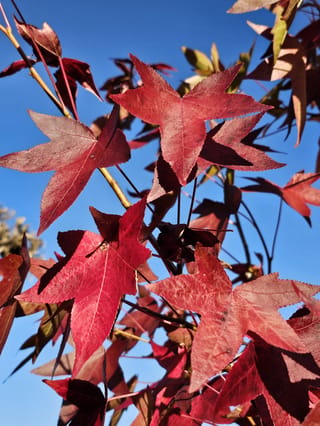 Liquidambar styraciflua 'Burgundy' (American Sweetgum) branches with star-shaped leaves in deep red autumn colour, seen against a clear blue sky.