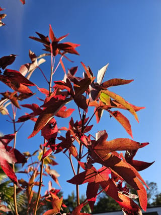 Liquidambar styraciflua 'Burgundy' (American Sweetgum) with star-shaped autumn leaves in deep red, orange and purple on slender stems against a clear blue sky.