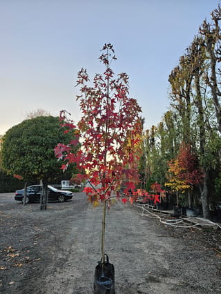 Young Liquidambar styraciflua 'Burgundy' (American Sweetgum) in a planter bag, with red and orange autumn leaves on a slender staked stem, on a gravel nursery yard.