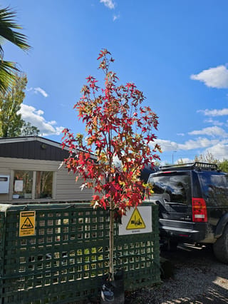 Young Liquidambar styraciflua 'Burgundy' (American Sweetgum) in a planter bag, slender single trunk with red, orange and green star-shaped autumn leaves, beside a green trellis fence.