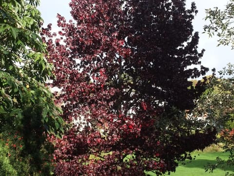 Liquidambar styraciflua 'Burgundy'