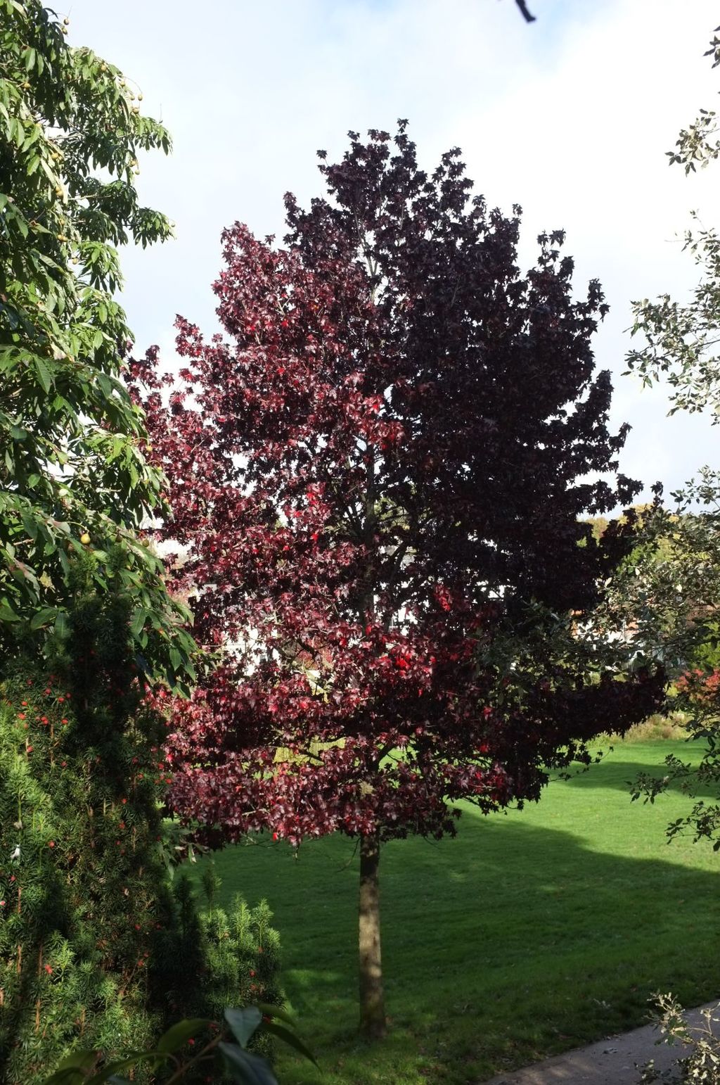 Liquidambar styraciflua 'Burgundy' (American Sweetgum), a single-trunked tree with deep red-burgundy autumn foliage, standing on a lawn beside other green trees.