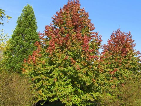 Liquidambar styraciflua 'Festeri'