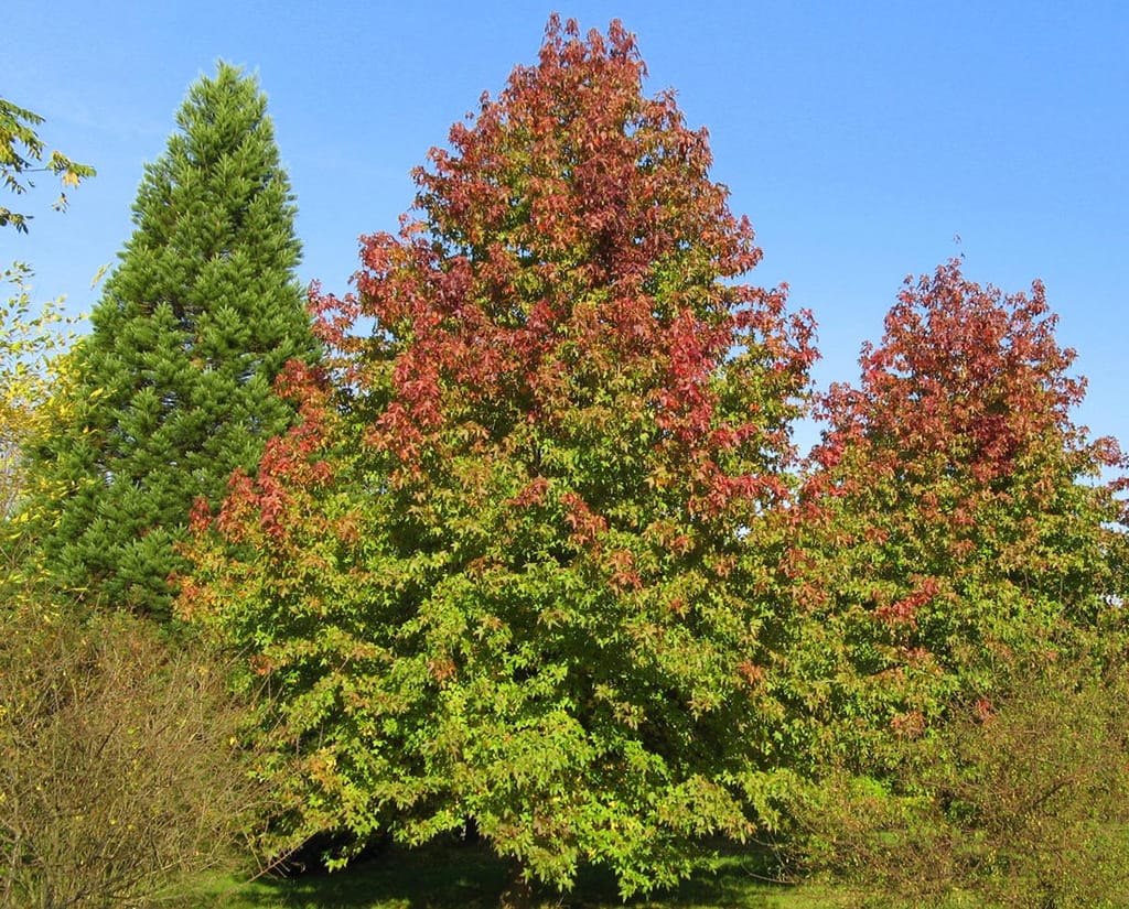 Liquidambar styraciflua 'Festeri' (American Sweetgum), a conical tree with foliage turning from green to red at the crown, beside a conifer under blue sky.