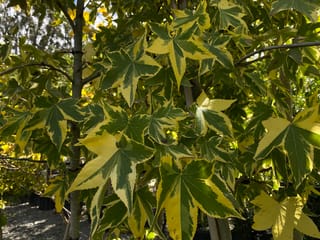 Liquidambar styraciflua 'Golden Treasure' (American Sweetgum) foliage, with star-shaped green leaves broadly margined in yellow, growing on slender stems at a nursery.