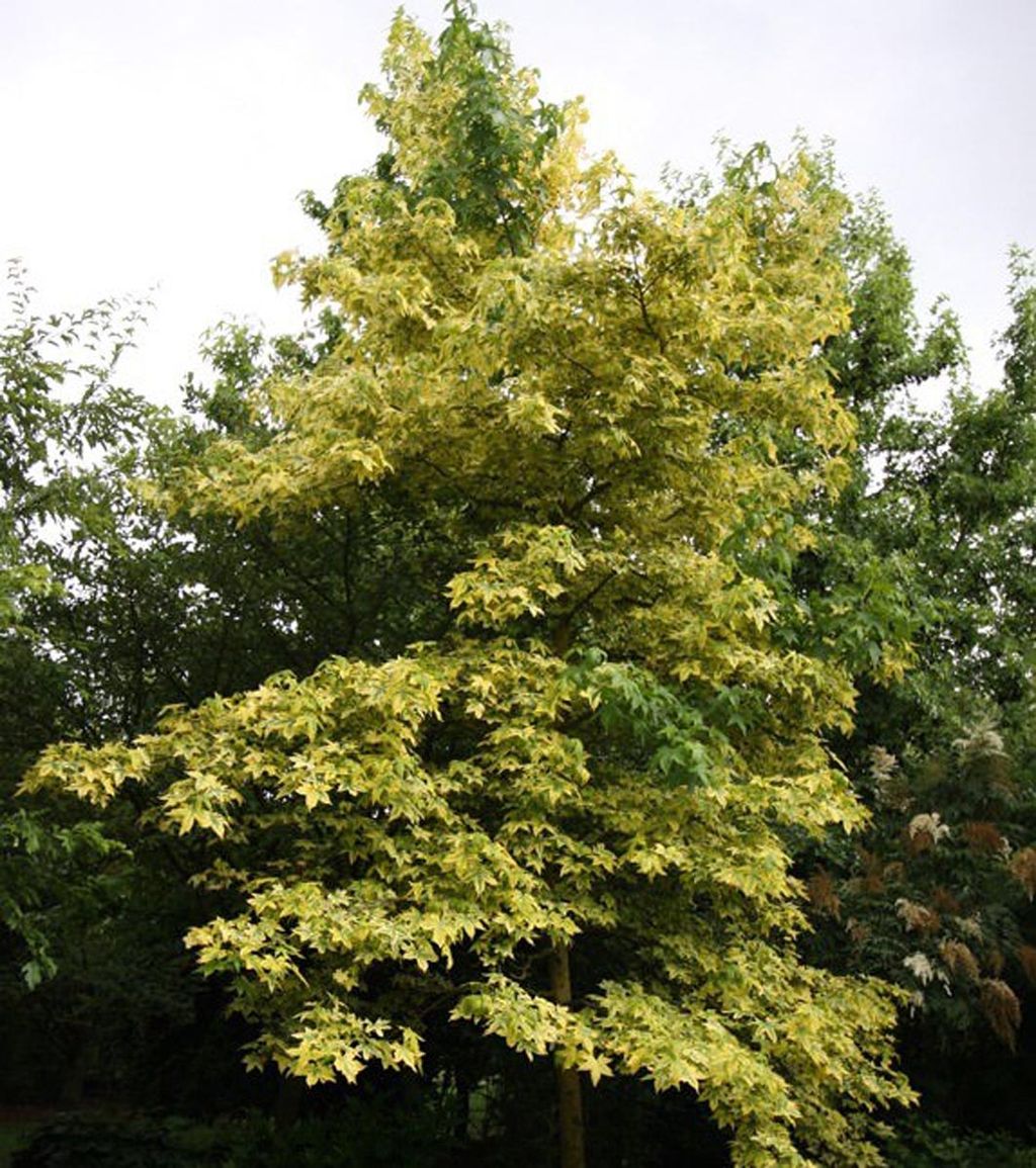 Liquidambar styraciflua 'Golden Treasure' (American Sweetgum), a young upright tree with star-shaped leaves edged in yellow-gold, standing against darker green trees.