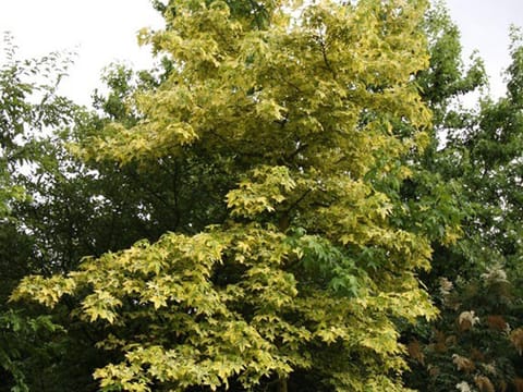 Liquidambar styraciflua 'Golden Treasure'