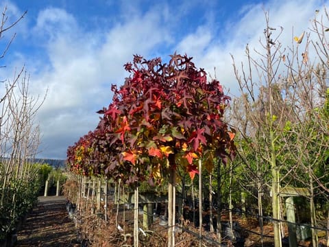 Liquidambar styraciflua 'Gumball'