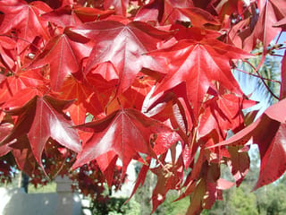 Liquidambar styraciflua 'Lane Roberts' (American Sweetgum) branch with star-shaped leaves in vivid crimson-red autumn colour, backlit against a blurred garden and blue sky.