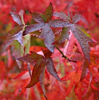 Liquidambar styraciflua 'Lane Roberts' (American Sweetgum) star-shaped leaves in purple-red and green, covered in raindrops, against blurred crimson autumn foliage.