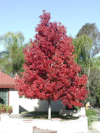 Liquidambar styraciflua 'Lane Roberts' (American Sweetgum), a conical tree with dense crimson-red autumn foliage, growing on a lawn beside a white wall and house.