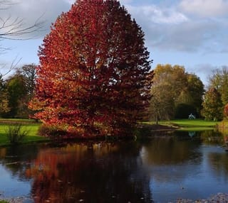 Liquidambar styraciflua 'Lane Roberts' (American Sweetgum), a tall tree with deep crimson-red autumn foliage beside a still pond in a park.